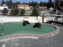 Go-Karts, Mini-Golf & GAMES at White Lake Speedway family fun ctr.
